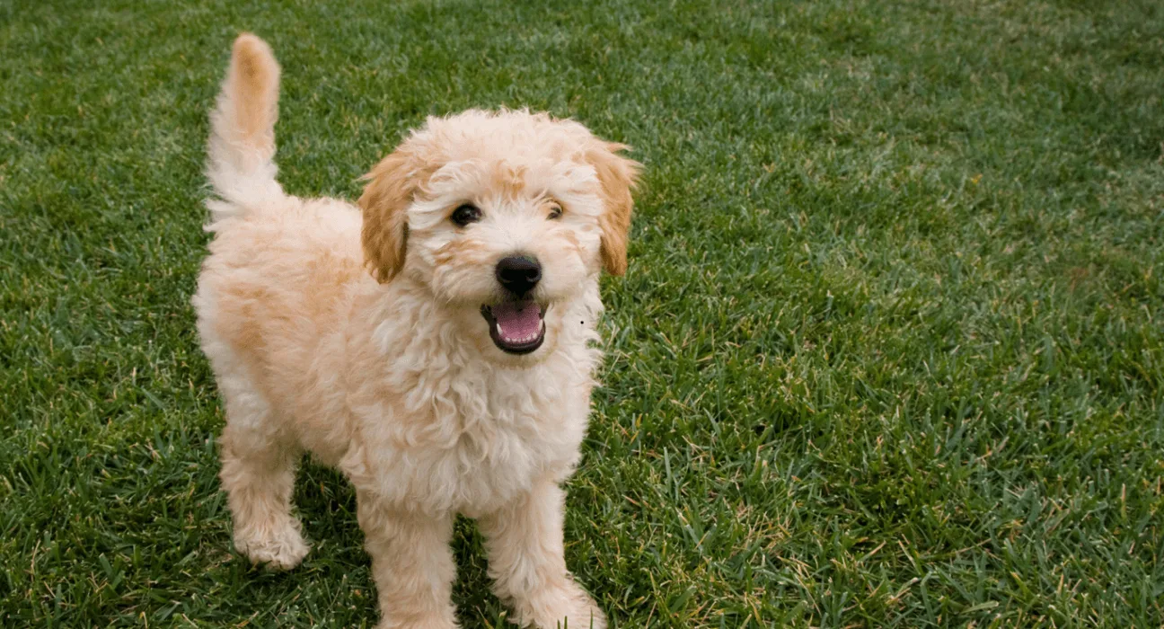 Diamond Puppy Food