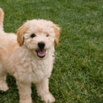 Diamond maintenance dog food