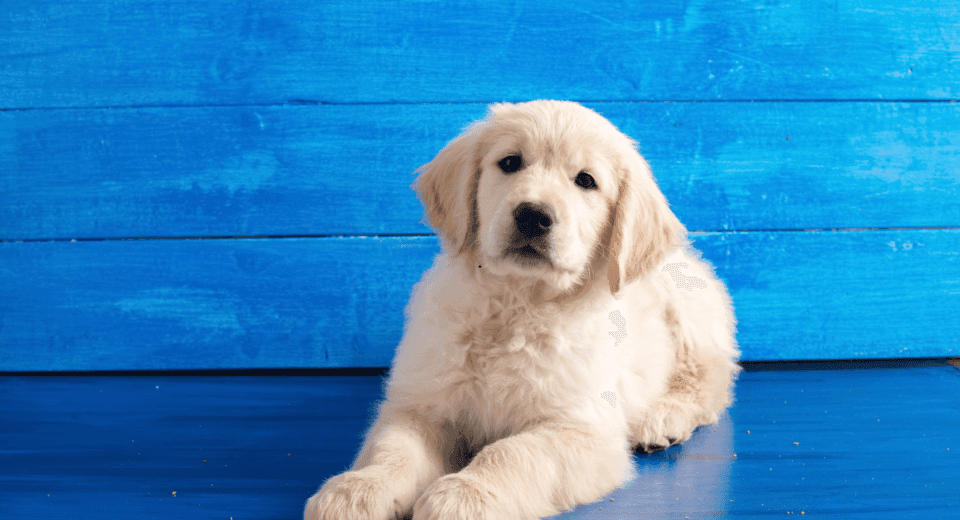 Diamond Naturals Lamb and Rice