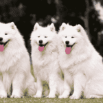 Everything You Should Know About Diamond Pet Food