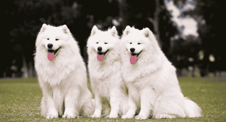 Diamond Naturals Skin and Coat