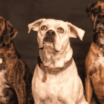 Diamond Naturals Skin and Coat The Ideal Choice for Your Dog’s Health