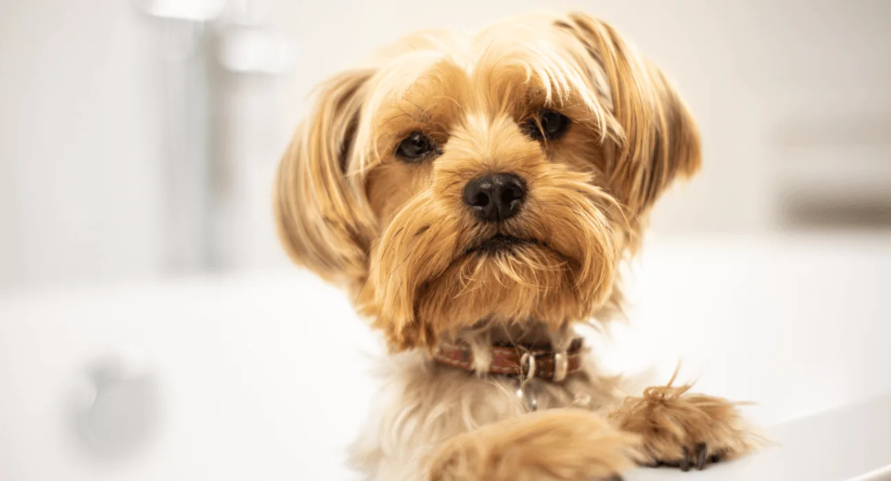 Diamond naturals dog food