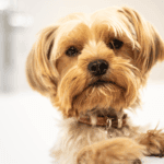 Diamond maintenance dog food