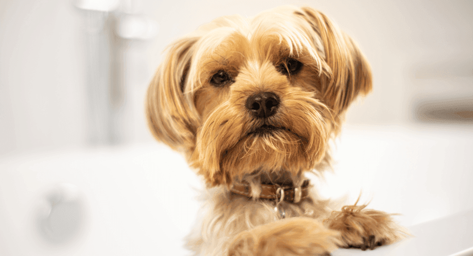 Diamond naturals dog food