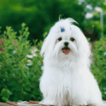 Everything You Should Know About Diamond Pet Food