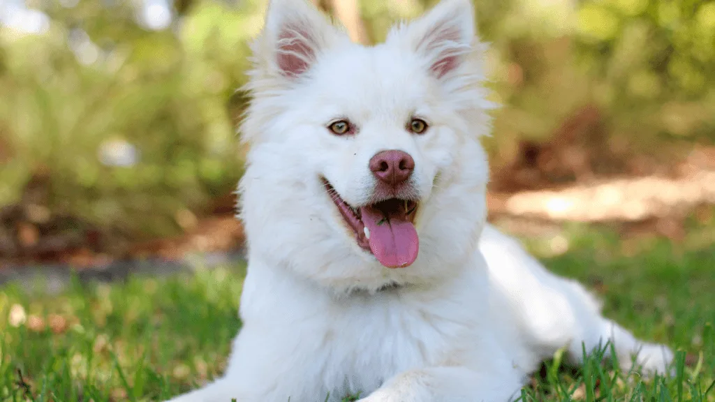 Blue diamond dog food