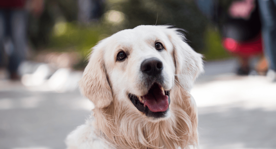 Diamond maintenance dog food