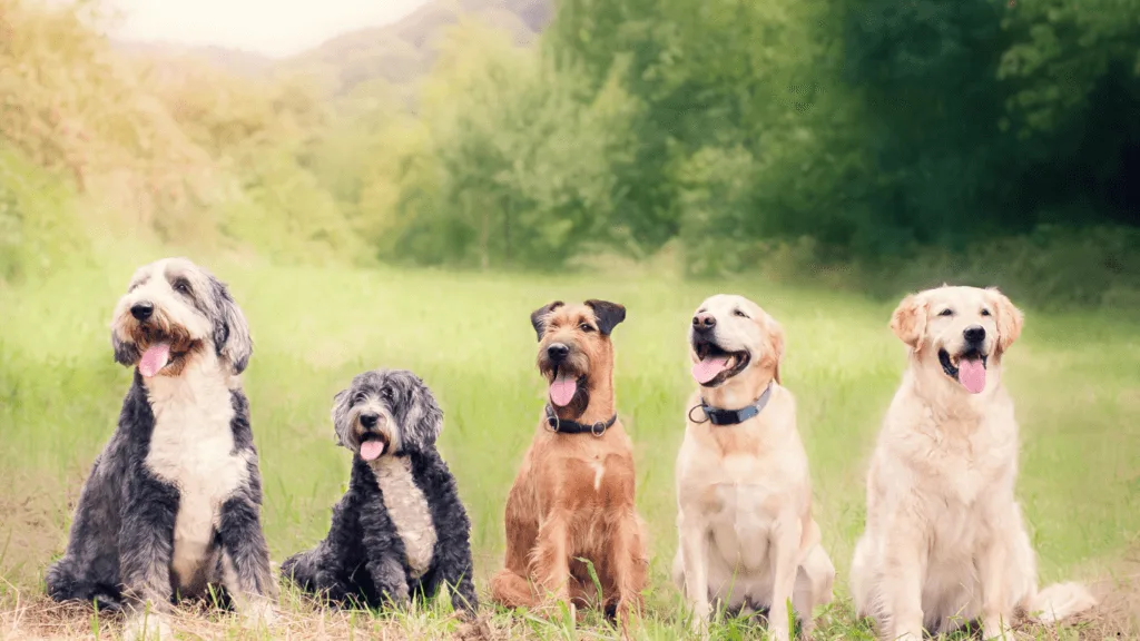 Diamond maintenance dog food
