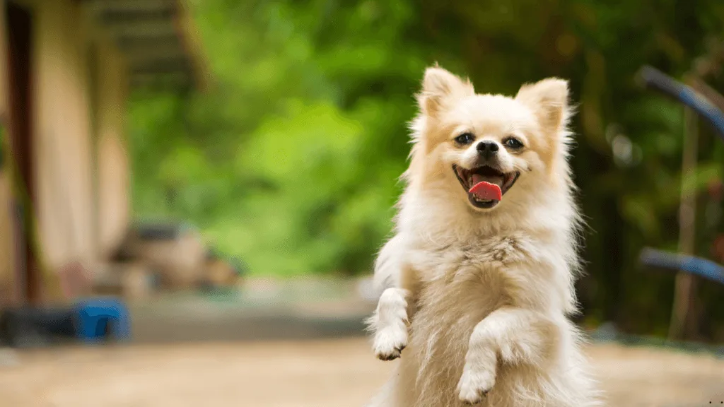 Diamond maintenance dog food