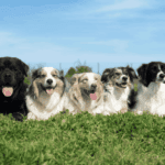 Blue Diamond Dog Food