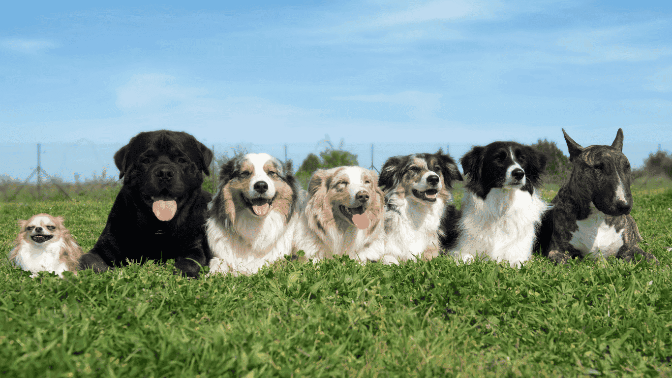 Diamond dog foods