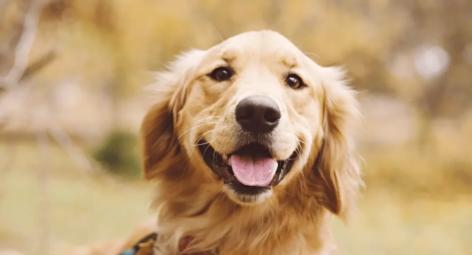 Baby Golden Retriever