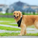 Golden Retriever Puppies The Ultimate Care and Training Guide