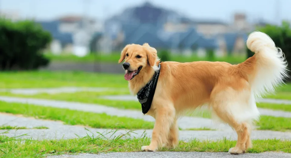 English Cream Golden Retrievers