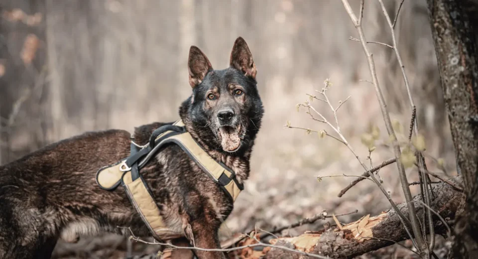 German Shepherd Golden Retriever Mix