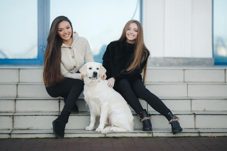 Golden Retriever Average Lifespan