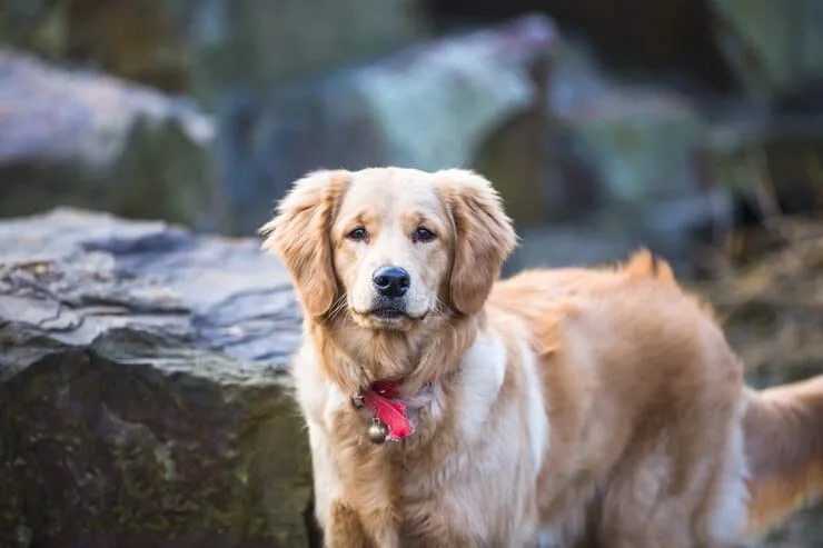 Golden Retriever Colorado