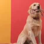 Labrador Retriever vs Golden Retriever: Which Breed is best for Your Family?