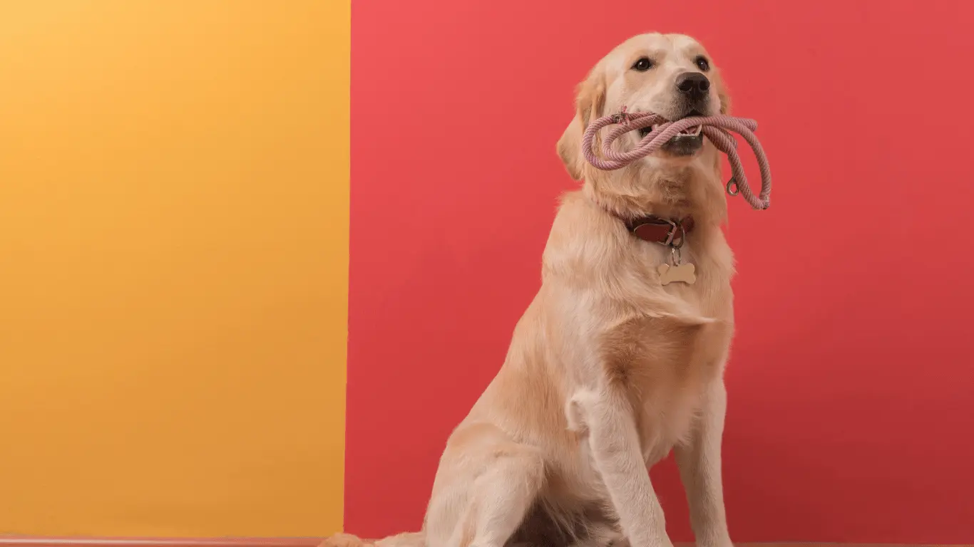 Golden Retriever Colors