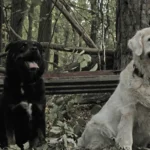 Labrador Retriever vs Golden Retriever: Which Breed is best for Your Family?