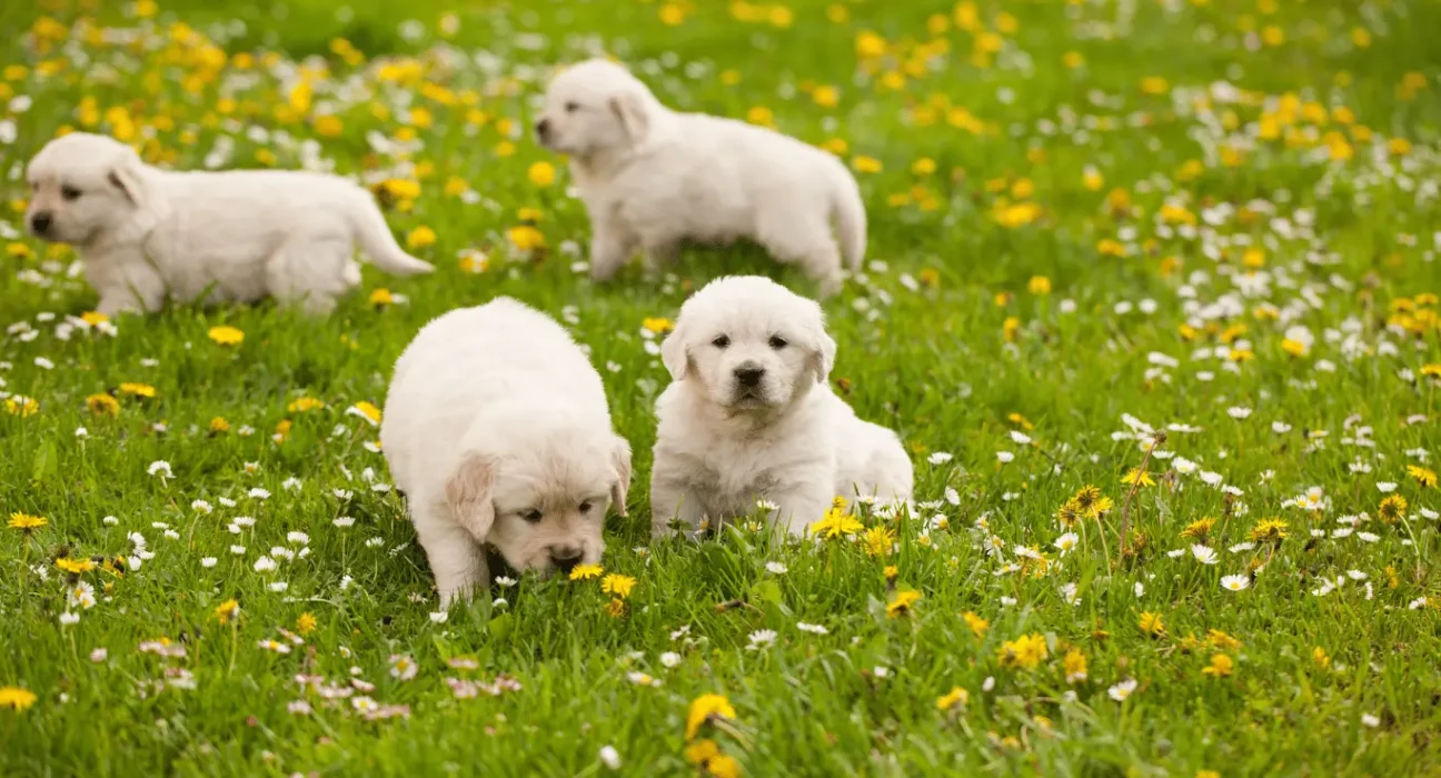 Golden Retriever Green Puppy