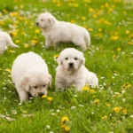 Pigmentary Uveitis golden retriever merks: Causes, Symptoms, and Care