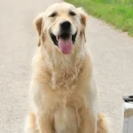 What Do You Need to Know About Baby Golden Retriever?