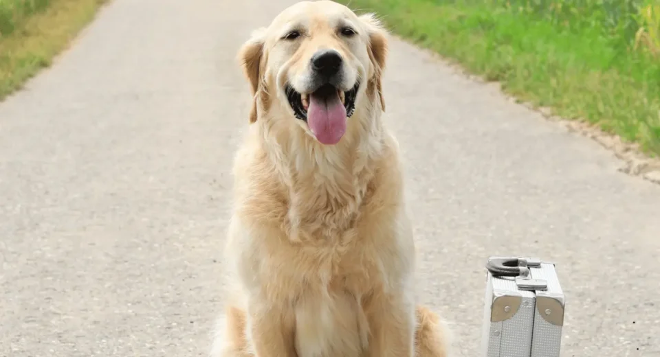 Golden Retriever Packs Suitcase