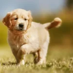 English Cream Golden Retriever Everything You Need to Know About This Elegant Dog