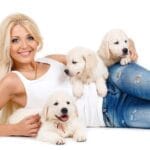 Meet the Goberian: A Guide to the Golden Retriever Husky Mix