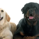 Pigmentary Uveitis golden retriever merks: Causes, Symptoms, and Care