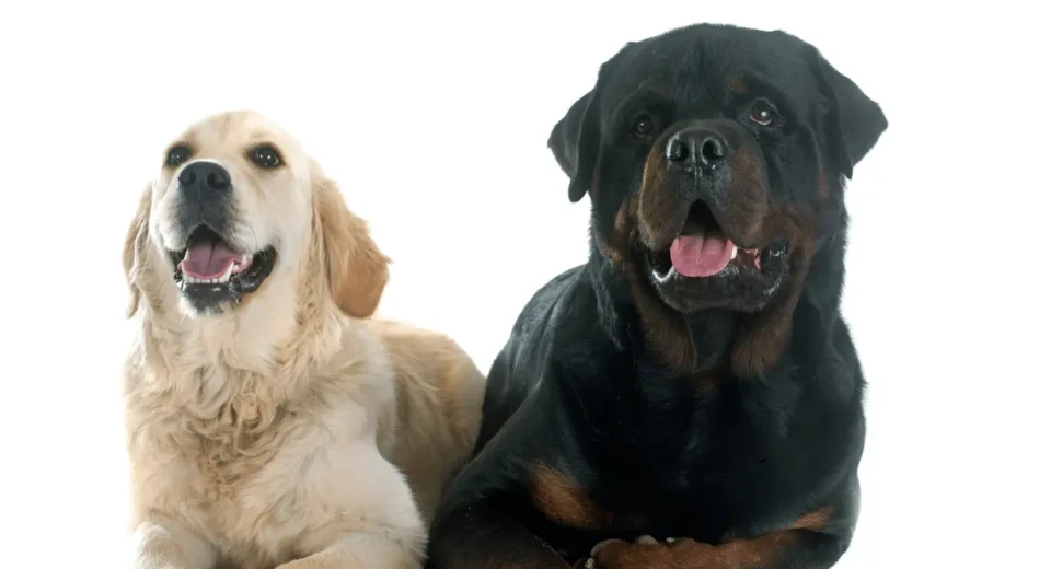 Golden Retriever Rottweiler Mix