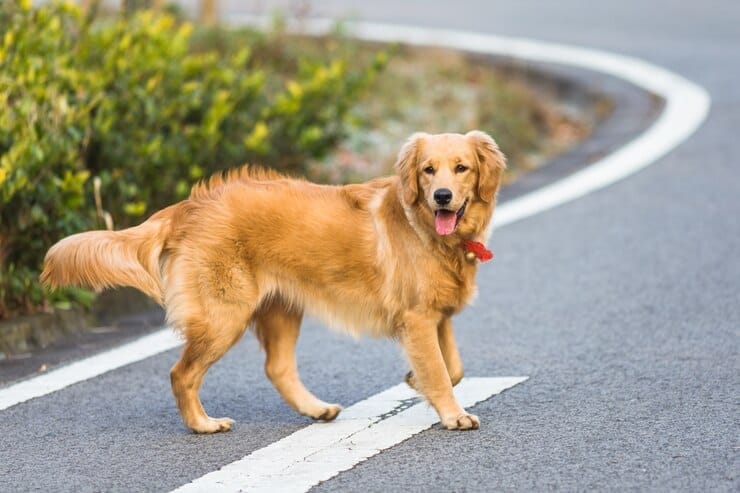 Golden Retrievers