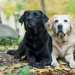 Golden Retriever Dachshund Mix: A Perfect Blend of Sweetness and Sass