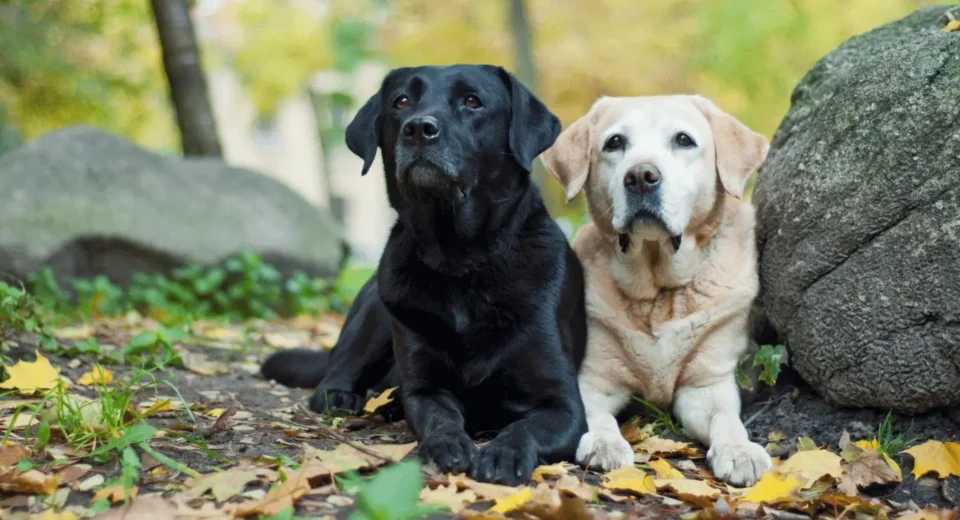 Labrador retriever vs. Golden Retriever