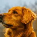Black Golden Retriever: Your Complete Guide to This Unique and Stunning Dog