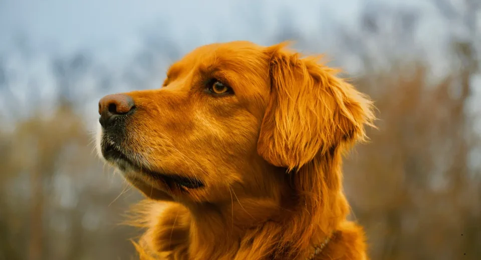 Mini Golden Retriever