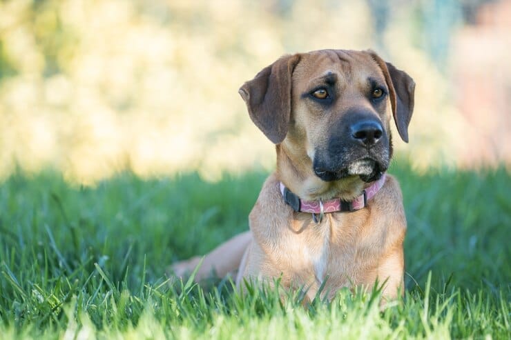 Pitbull Golden Retriever Cross