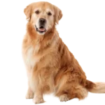 Black Golden Retriever: Your Complete Guide to This Unique and Stunning Dog