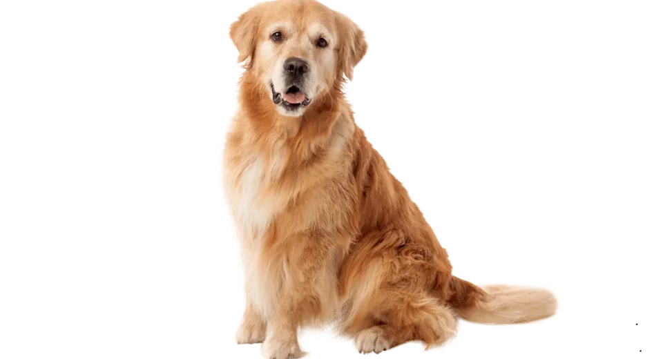 Red Golden Retrievers