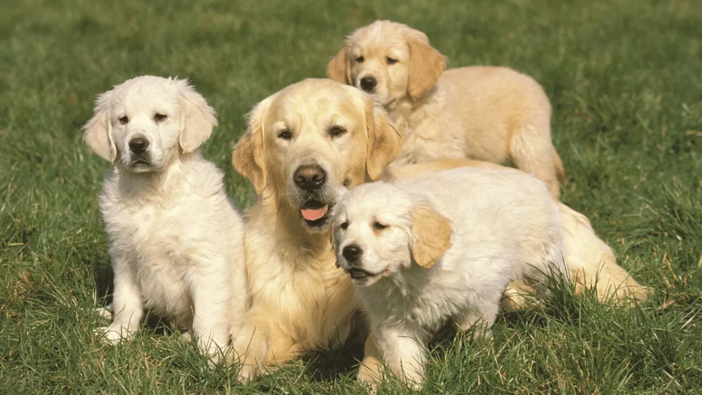 field golden retriever