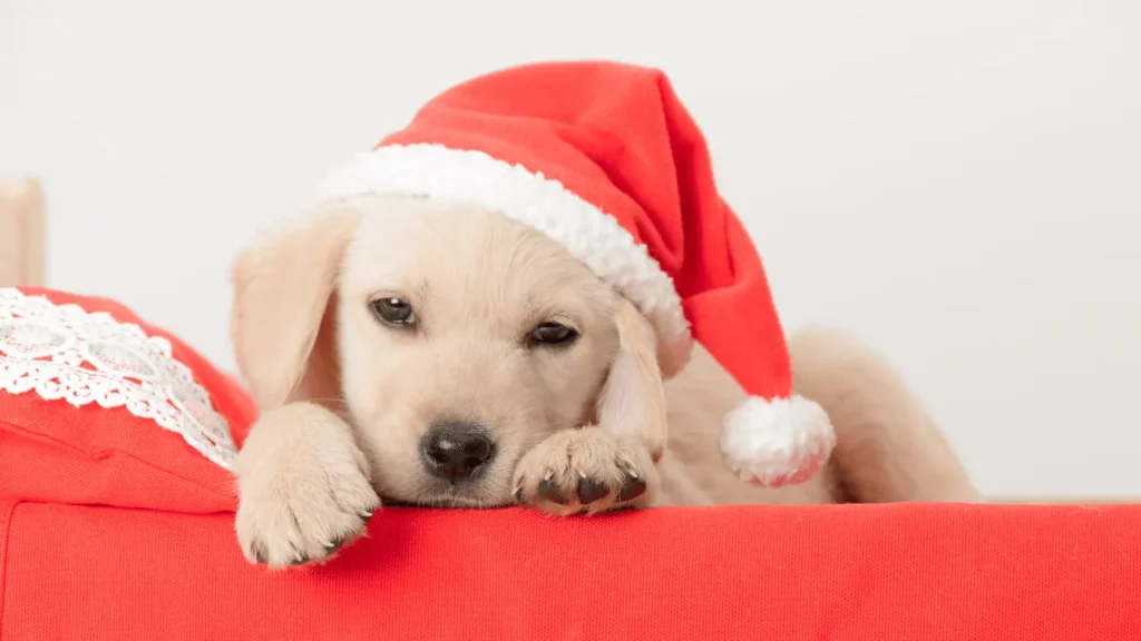 Golden Retriever Green Puppy