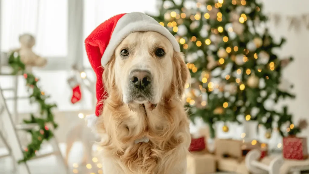 field golden retriever