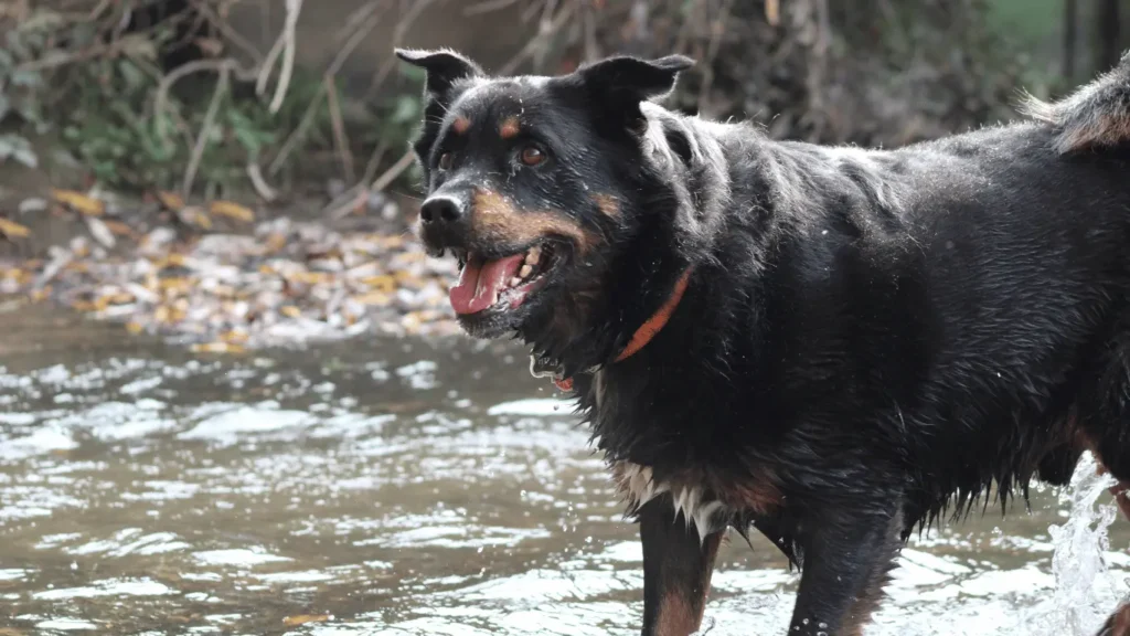 Golden Retriever Rottweiler Mix