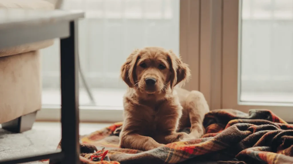 Golden Retriever Green Puppy