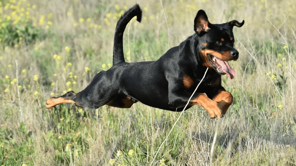 Golden Retriever Rottweiler Mix