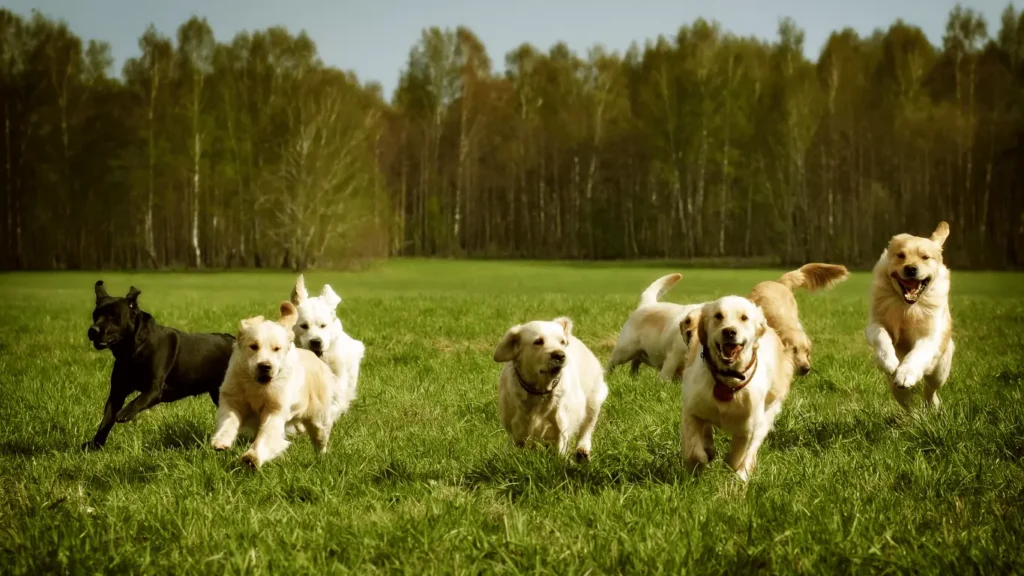 field golden retriever
