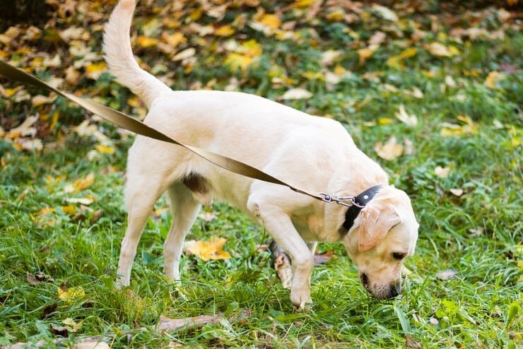 Pitbull Golden Retriever Cross