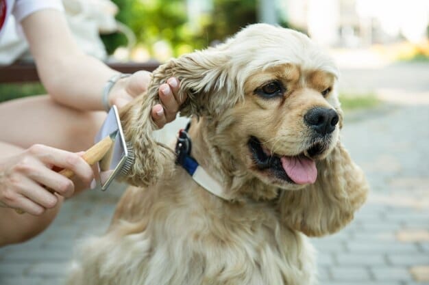 shaving a Golden Retriever